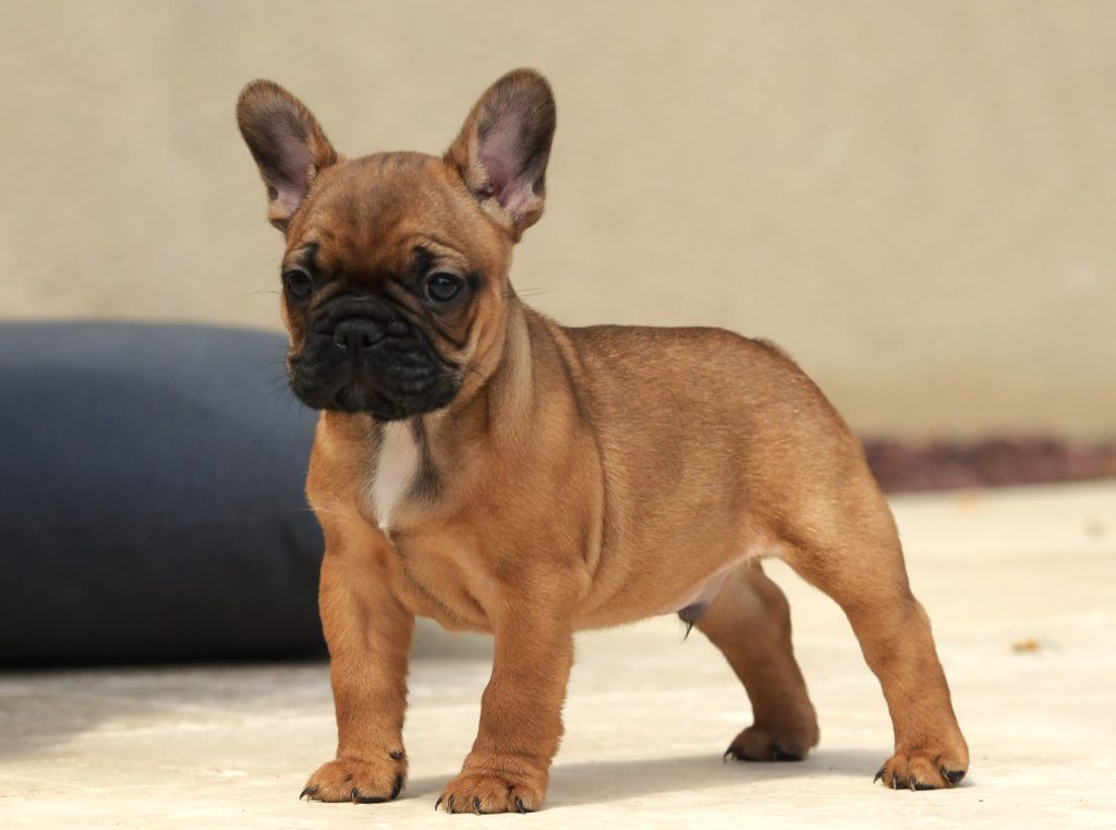 Du Domaine D'Agalou - Chiots disponibles - Bouledogue français